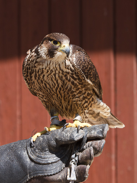 Falknerei-45a.jpg