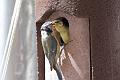 20090524-IMG_5887