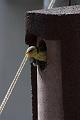 20090524-IMG_5968