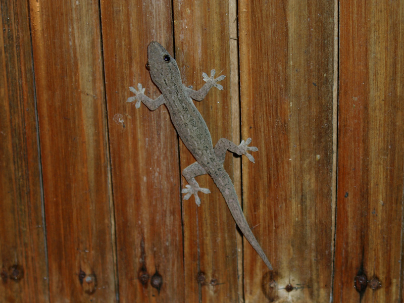 006.jpg - Gecko