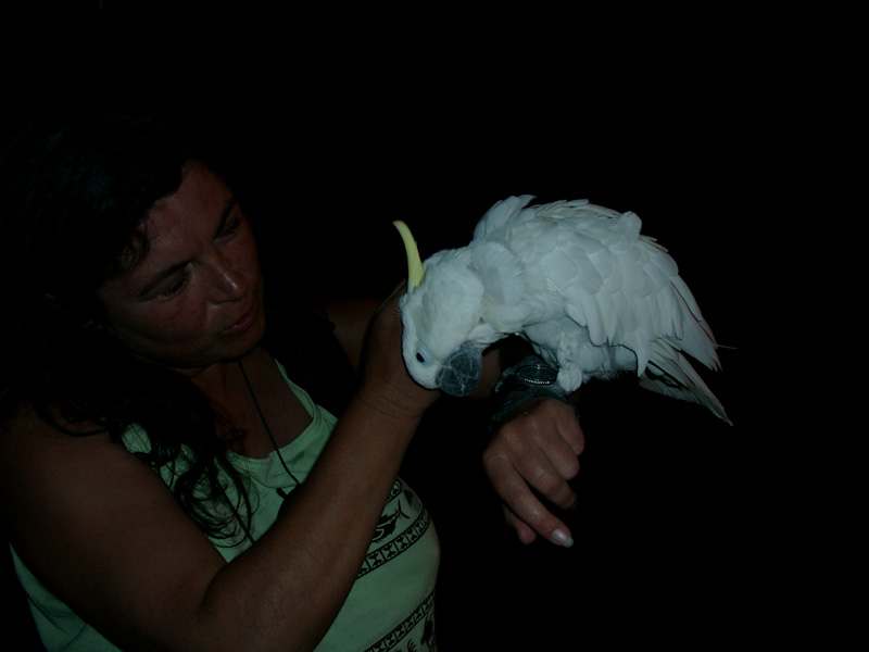 011.jpg - Der Hauskakadu