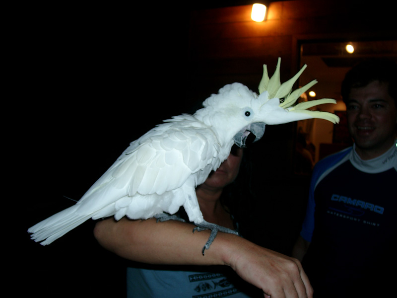 012.jpg - Der Hauskakadu