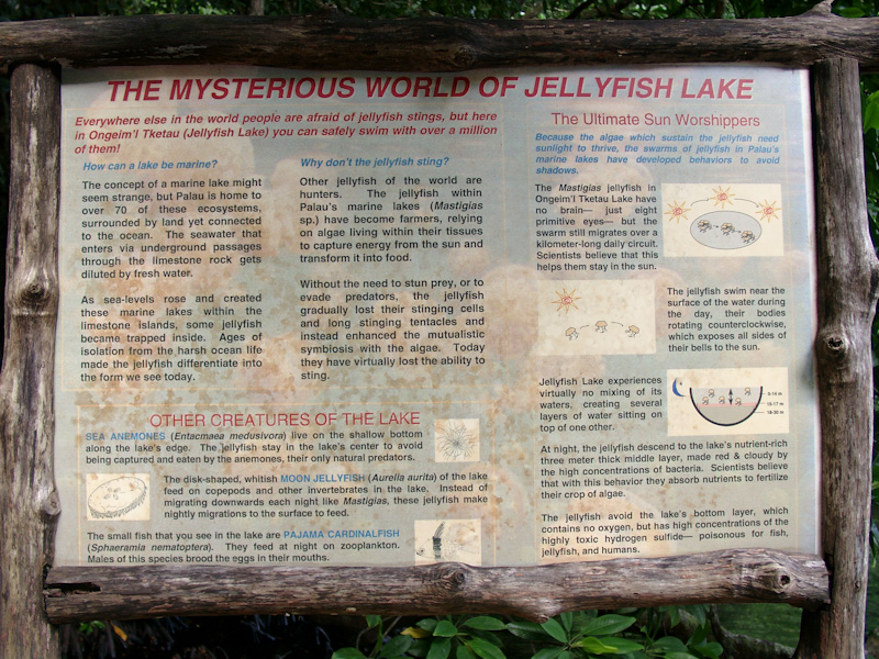 025.jpg - Jellyfish Lake